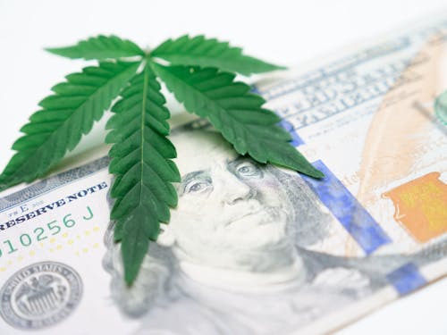 Close-Up Photo of Cannabis Leaves on Dollar Bill