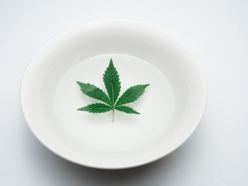 Free Photo of Green Leaf on White Ceramic Plate Stock Photo