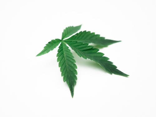 Бесплатное стоковое фото с белый фон, дурман, зеленые листья