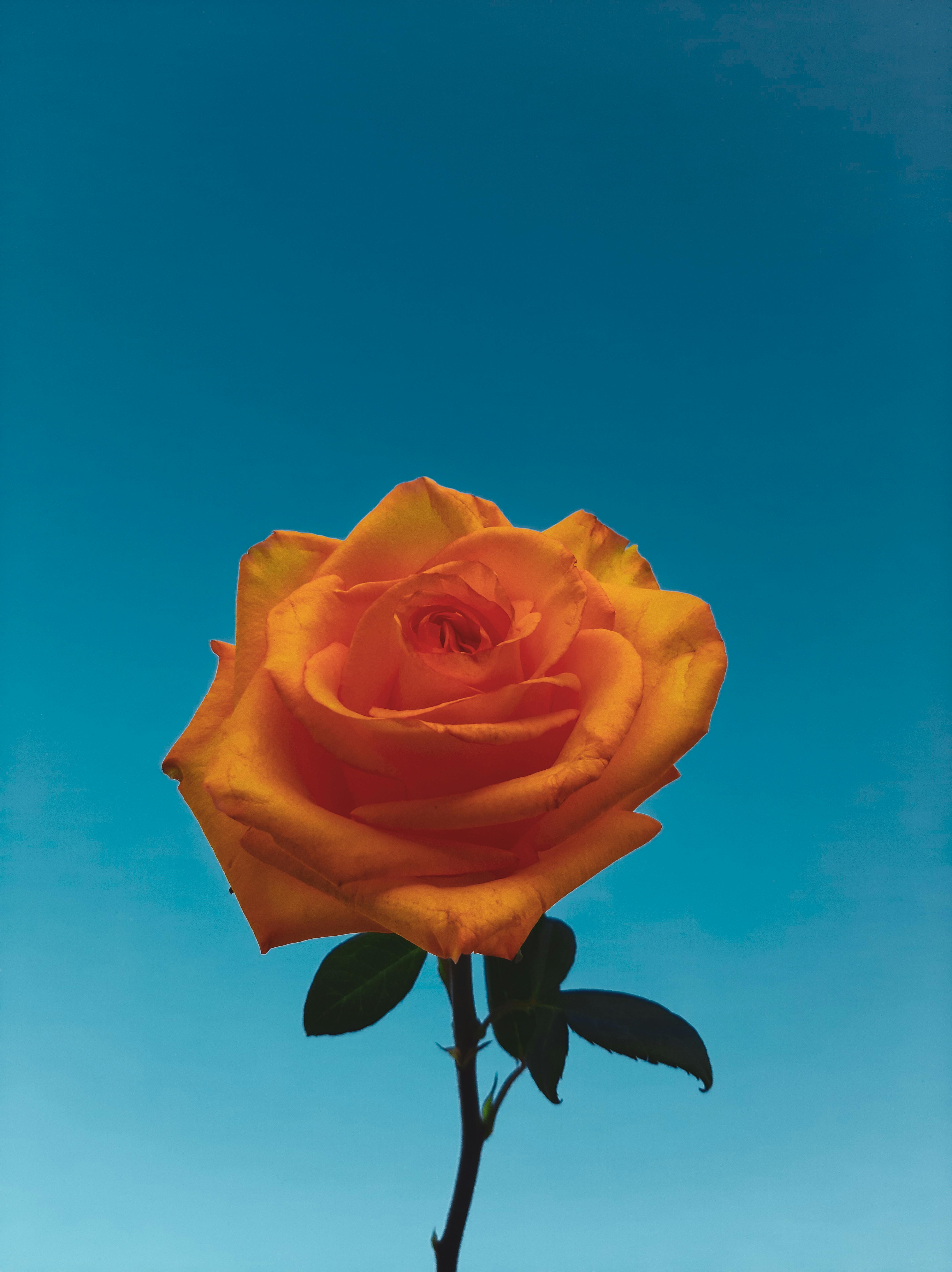 Orange Rose Stock Photos, Images and Backgrounds for Free Download