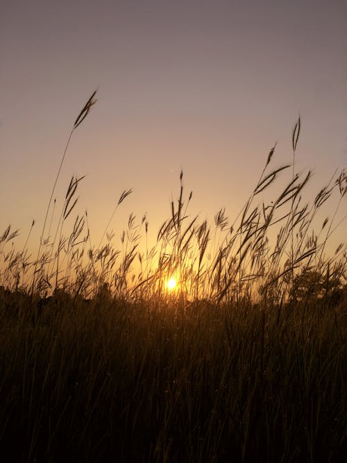 Free stock photo of beautiful sunset, evening sun, farm fields