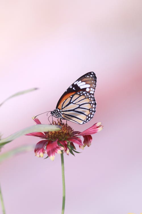 Close-Up Shot of a Monarch Butterfly Perched on a Pink Flower