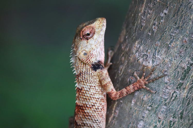 Close Up Of Lizard