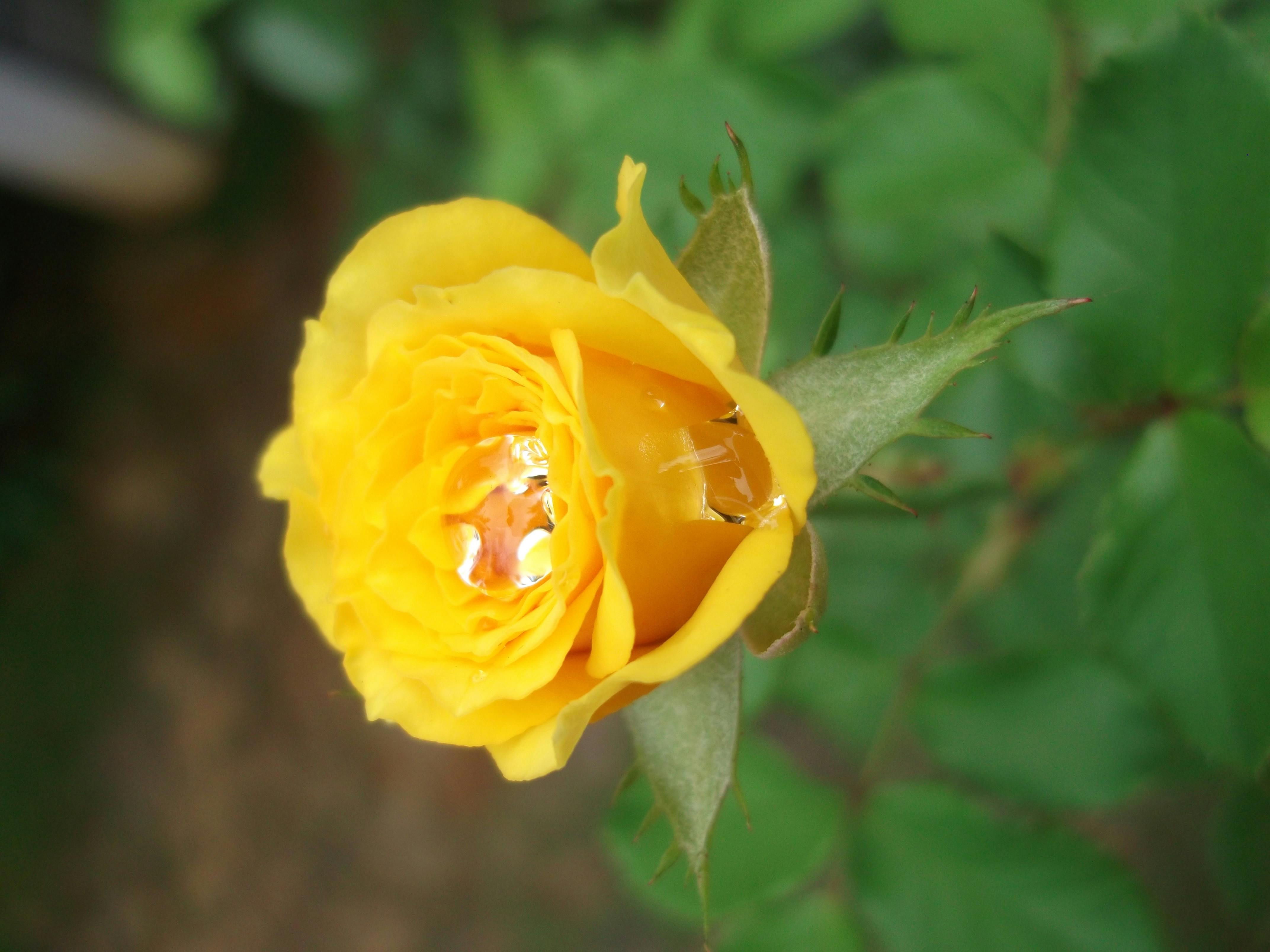 Free stock photo of yellow rose