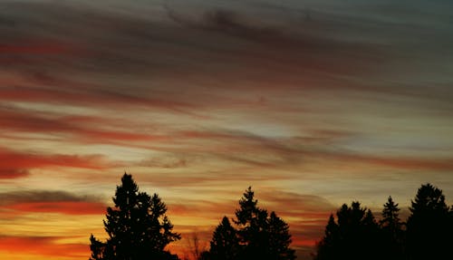 Kostenlos Schattenbild Der Bäume Unter Den Orangefarbenen Wolken Stock-Foto