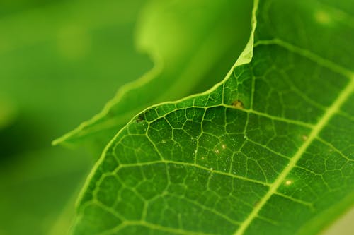 Бесплатное стоковое фото с вены, зеленый, лист