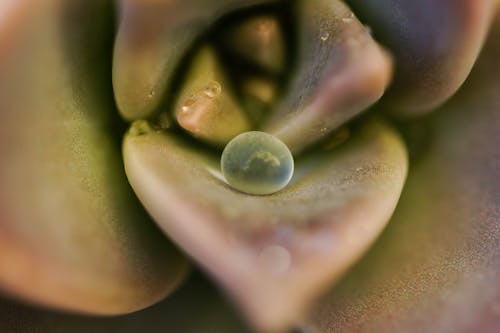 Бесплатное стоковое фото с капля, суккулентное растение