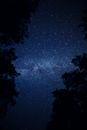 Silhouette of Trees Under Blue Sky With Stars during Night Time