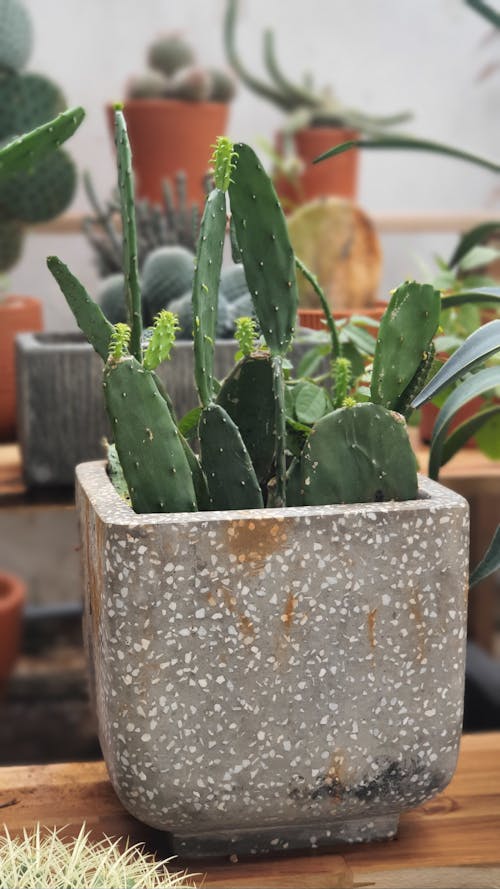 Green Cactus Plant on Concrete Pot
