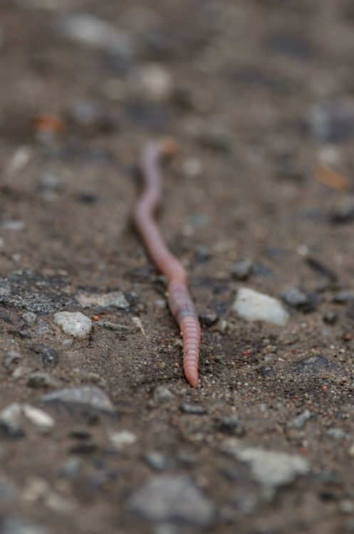 Earthworm on Brown Soil · Free Stock Photo