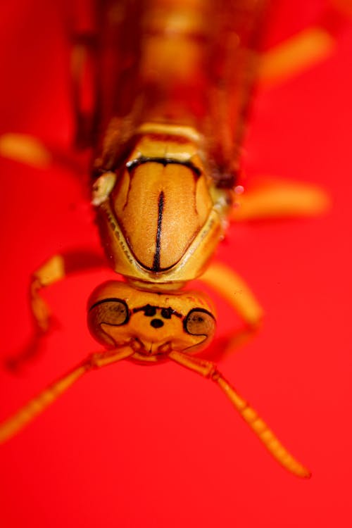 Gratis lagerfoto af hveps, makrofotografering, tæt på