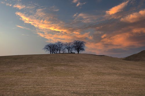 ファーム, フィールド, 夕暮れの無料の写真素材