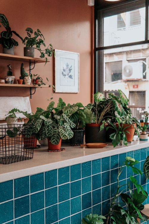 Free Cozy indoor plant display in an urban setting with diverse houseplants and stylish decor. Stock Photo