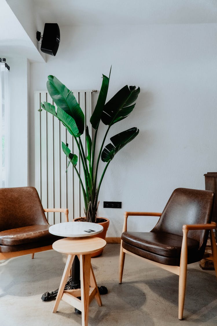 Green Plant Beside Table And Chairs