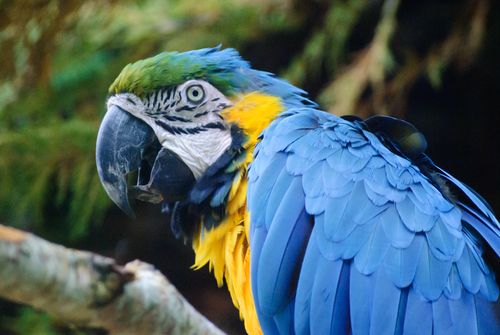 Free Close-up of a colorful Blue and Yellow Macaw parrot in Combe Martin, UK. Stock Photo