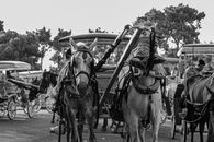 Grayscale Photo of 2 Horses in a Field