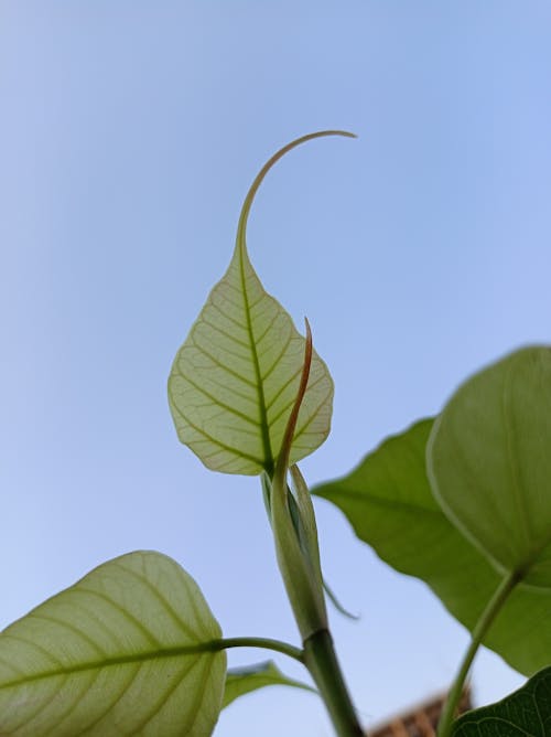 Foto profissional grátis de folha peepal, folha verde