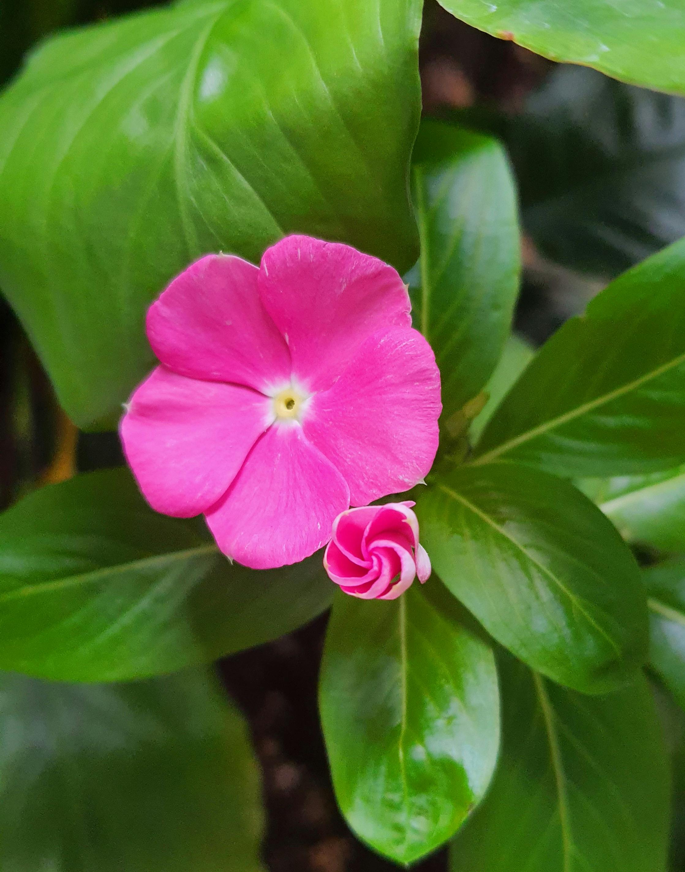 Premium Uyku Maskesi 2