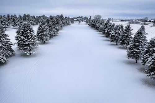 Základová fotografie zdarma na téma borovice, krajina, letecká fotografie