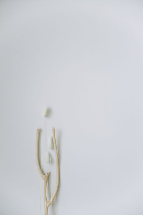 Free Minimalist decor featuring natural tree branches on a soft white background in Japandi style. Stock Photo