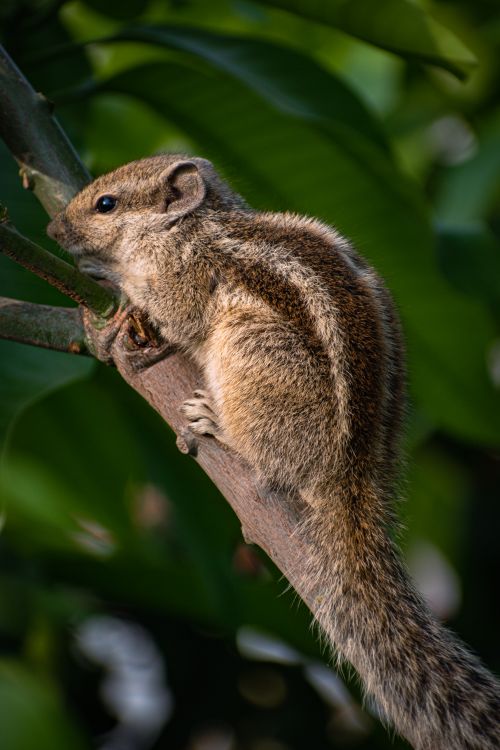 Free A detailed side view of an Indian Palm Squirrel on a tree branch in natural habitat. Stock Photo
