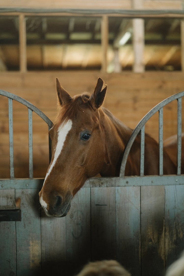 A Horse In The Stable