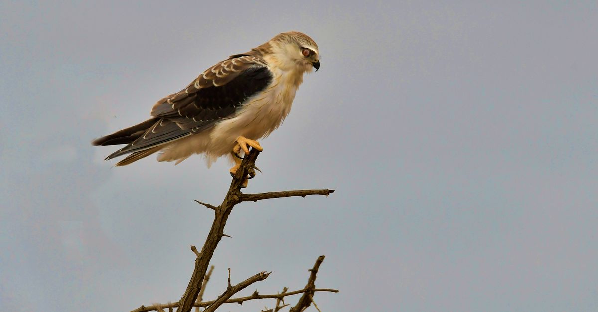 Free stock photo of falcon, kite, raptor