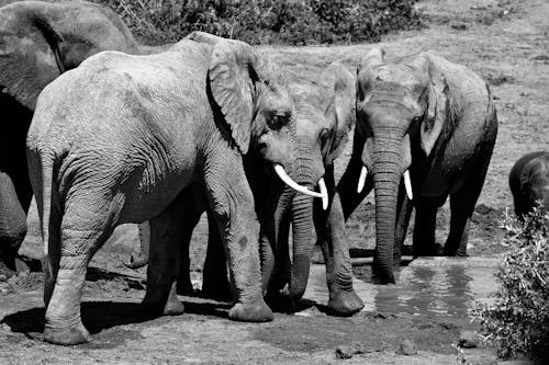 Four Elephants'ın Gri Tonlamalı Fotoğrafı