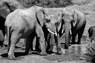 在南非博卡鲁的一个水坑周围，聚集着一群非洲象