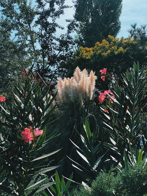 Pampas Grass Beside Flowering Plants