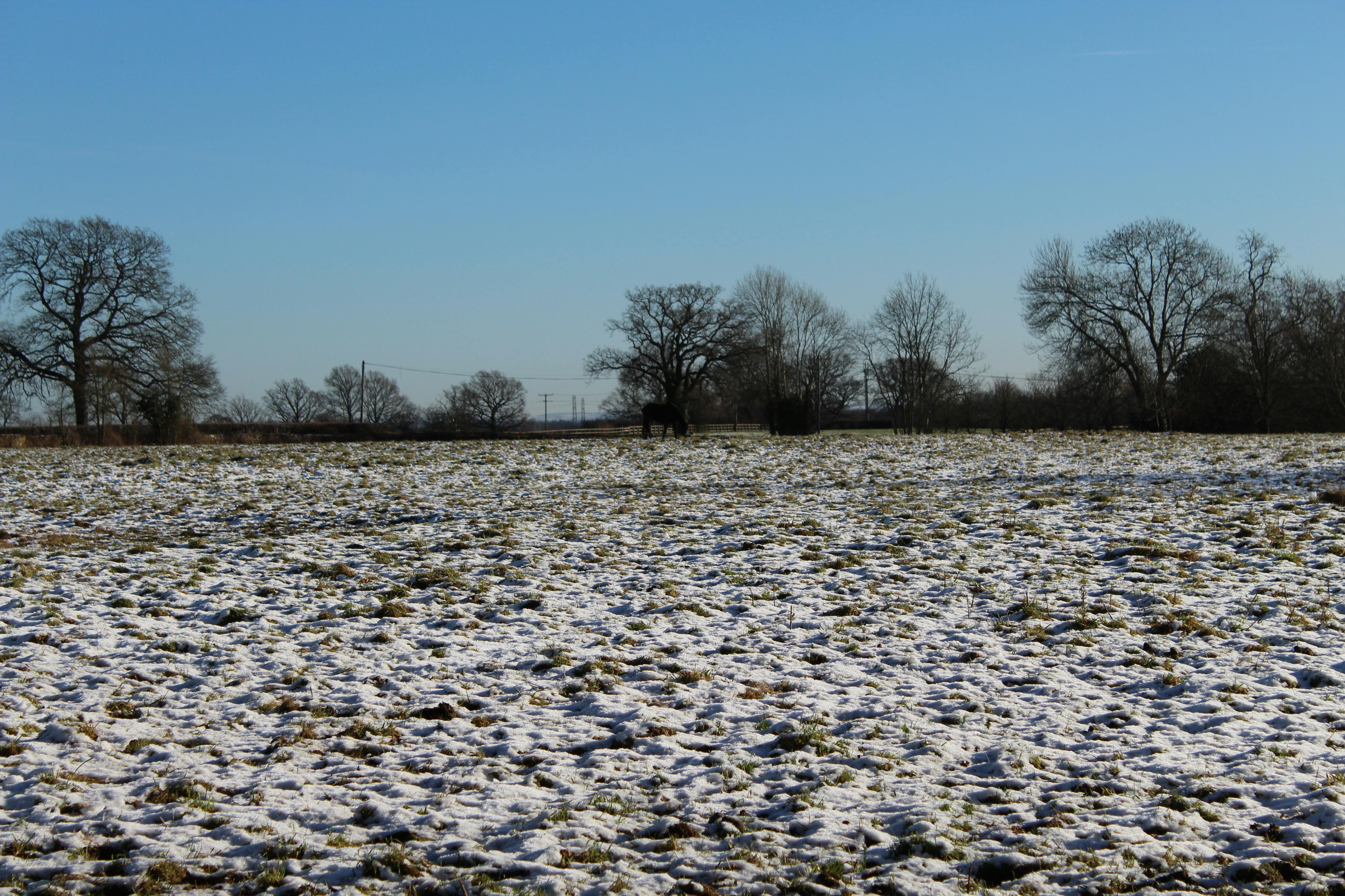 Free stock photo of field, frost, snow