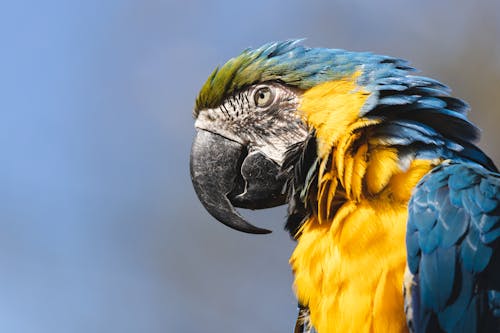 A Close-Up Shot of a Parrot