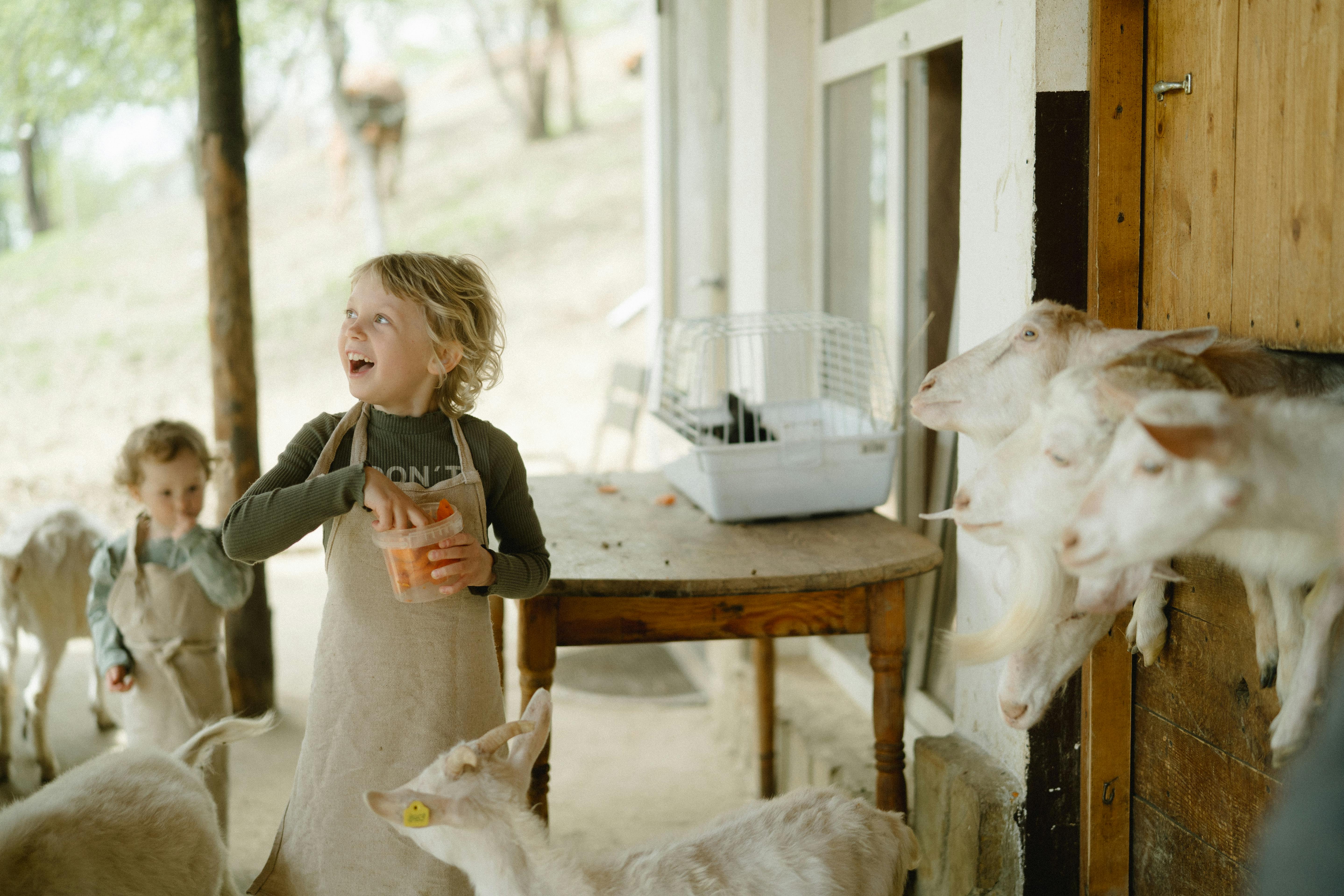 a girl in beige apron feeding white goats