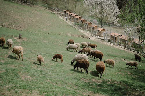 Herd of Sheep on Green Grass Field