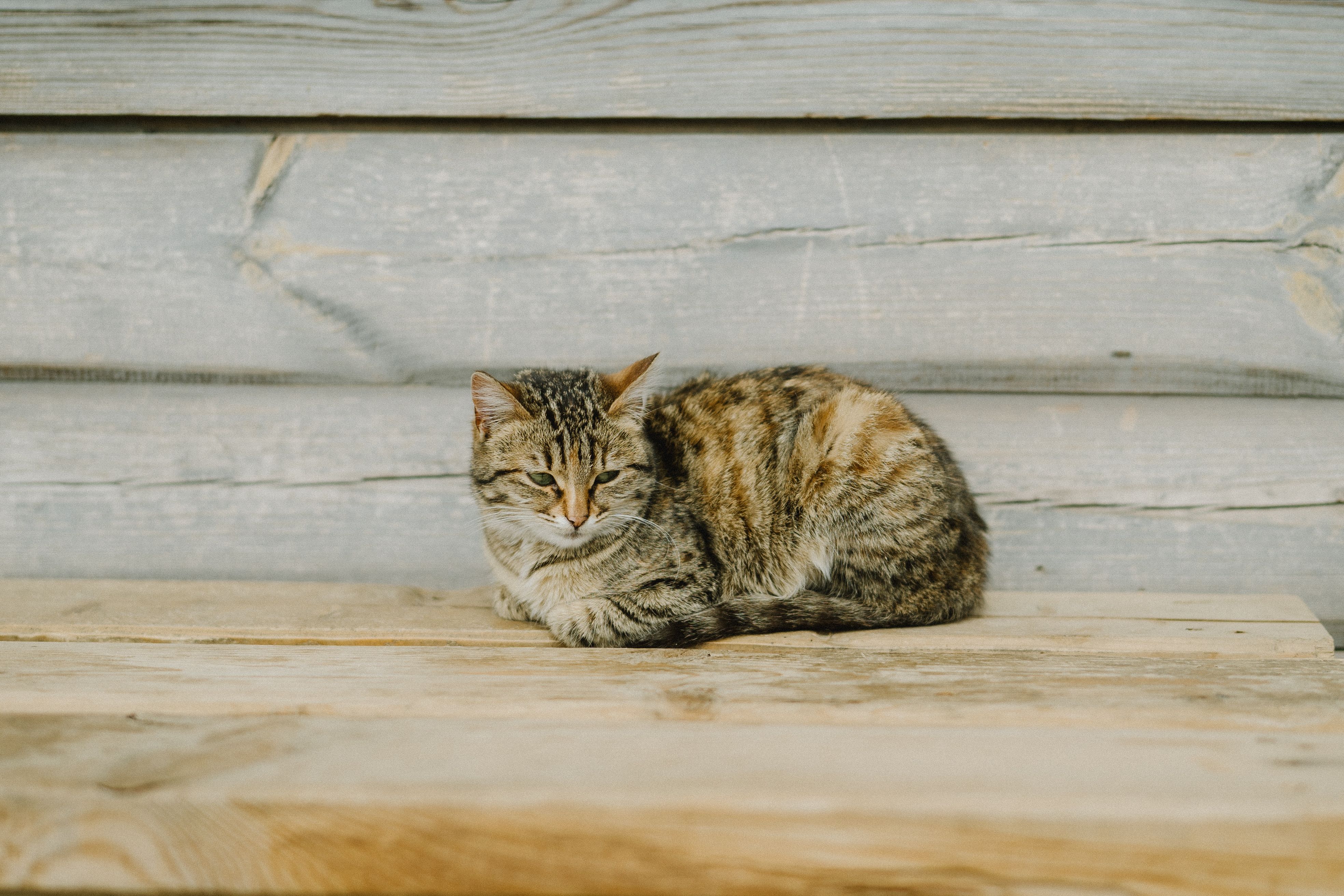 Brown Tabby Cat on Brown Wooden Surface · Free Stock Photo