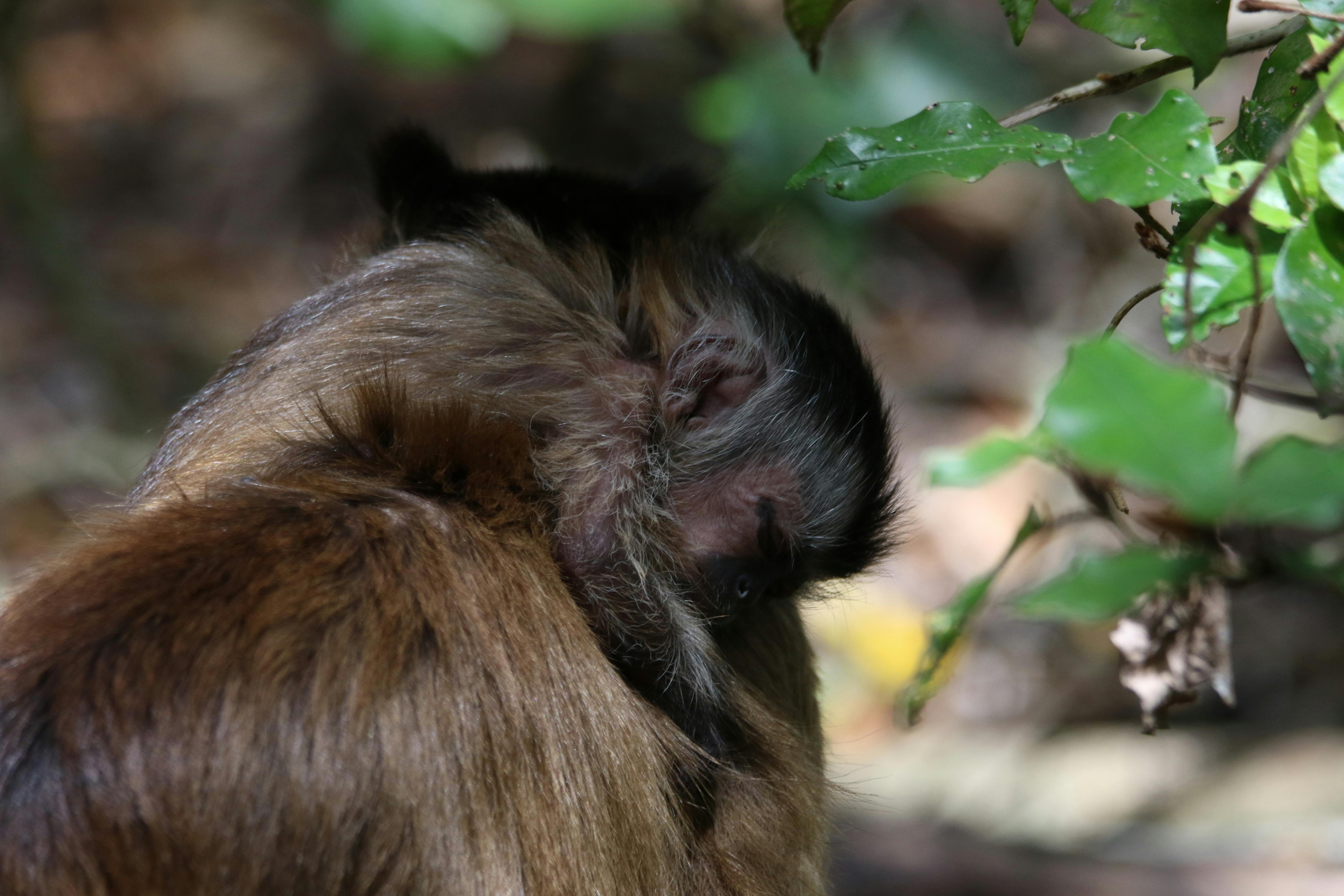 Free Stock Photo Of Animals, Baby, Baby Monkey