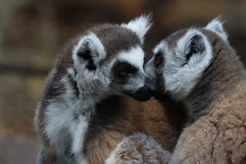 Free Two adorable ring-tailed lemurs nuzzling outdoors, showcasing wildlife tenderness. Stock Photo