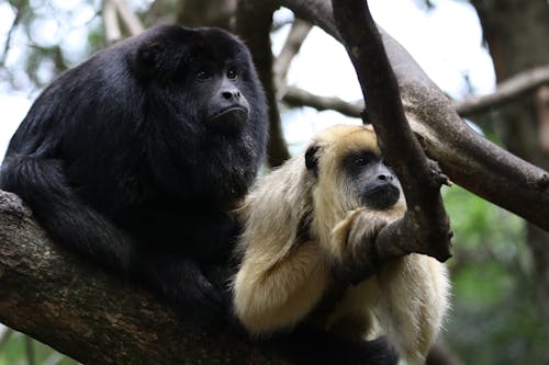 Zwei Affen Im Zweig Des Baumfotos