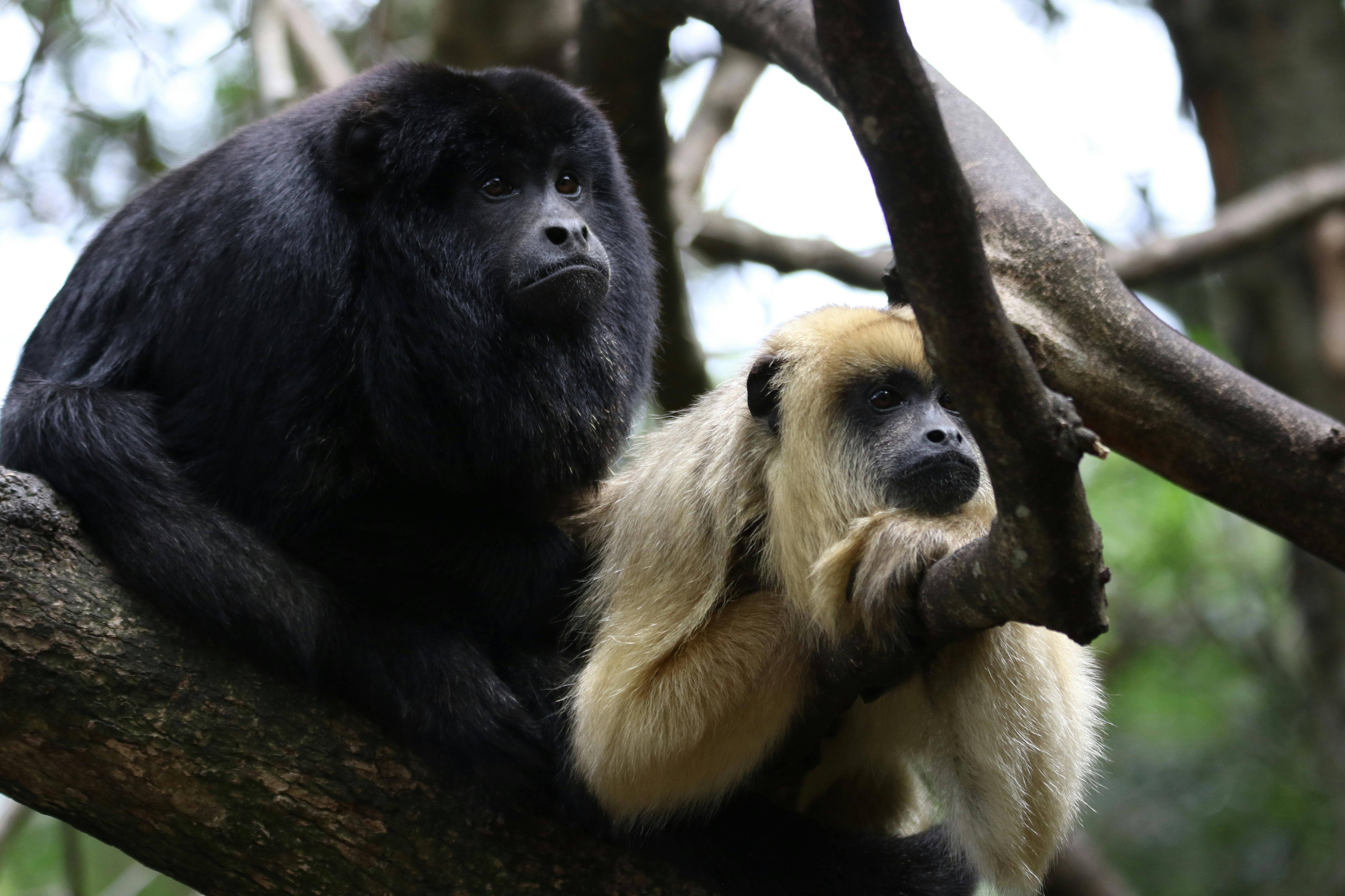 Amazon Rainforest Animals Photos, Download The BEST Free Amazon Rainforest Animals Stock Photos & HD Images Amazon Rainforest Animals Photos, Download The BEST Free Amazon Rainforest Animals Stock Photos & HD Images