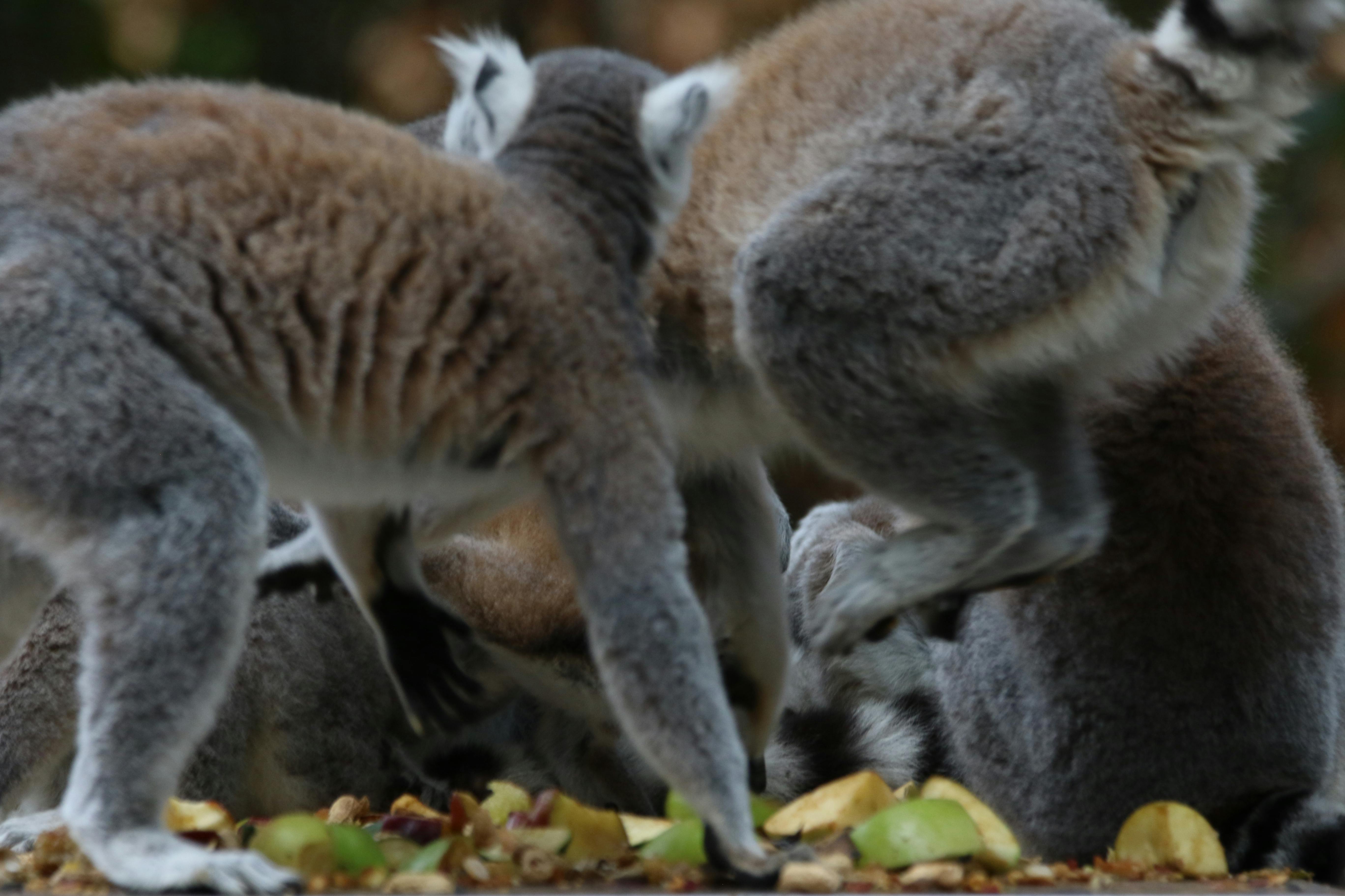 Free stock photo of animals, black and white, cute