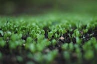 花园环境中，特写镜头捕捉到肥沃土壤中长出的新鲜绿色豆芽