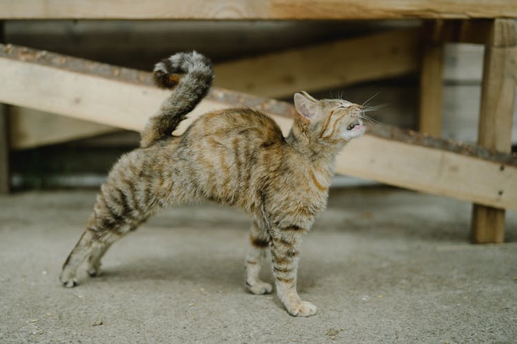 A Cat Stretching