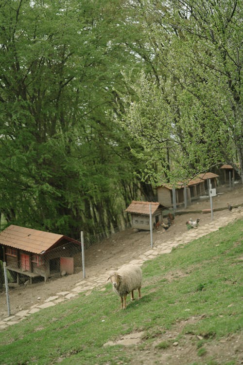 Free 가축, 녹색, 목조 주택의 무료 스톡 사진 Stock Photo