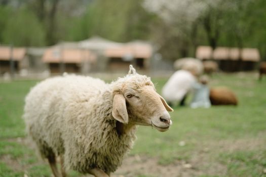 White Sheep on Green Grass