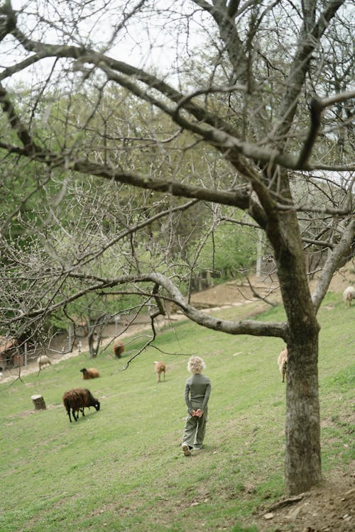 Foto d'estoc gratuïta de animals, arbre sense fulles, d'esquena