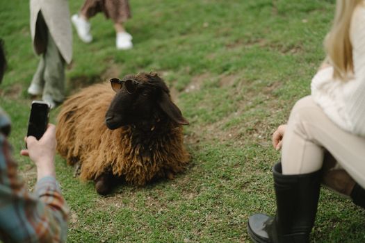 Brown Sheep on Green Grass Field