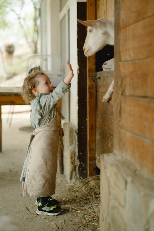 Photos gratuites de animal, animal de ferme, chèvre