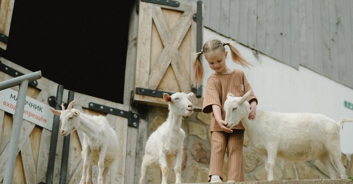 Why are goats fainting