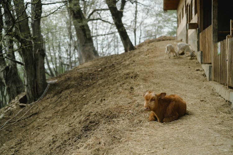 Cow Calf Lying Down On Ground