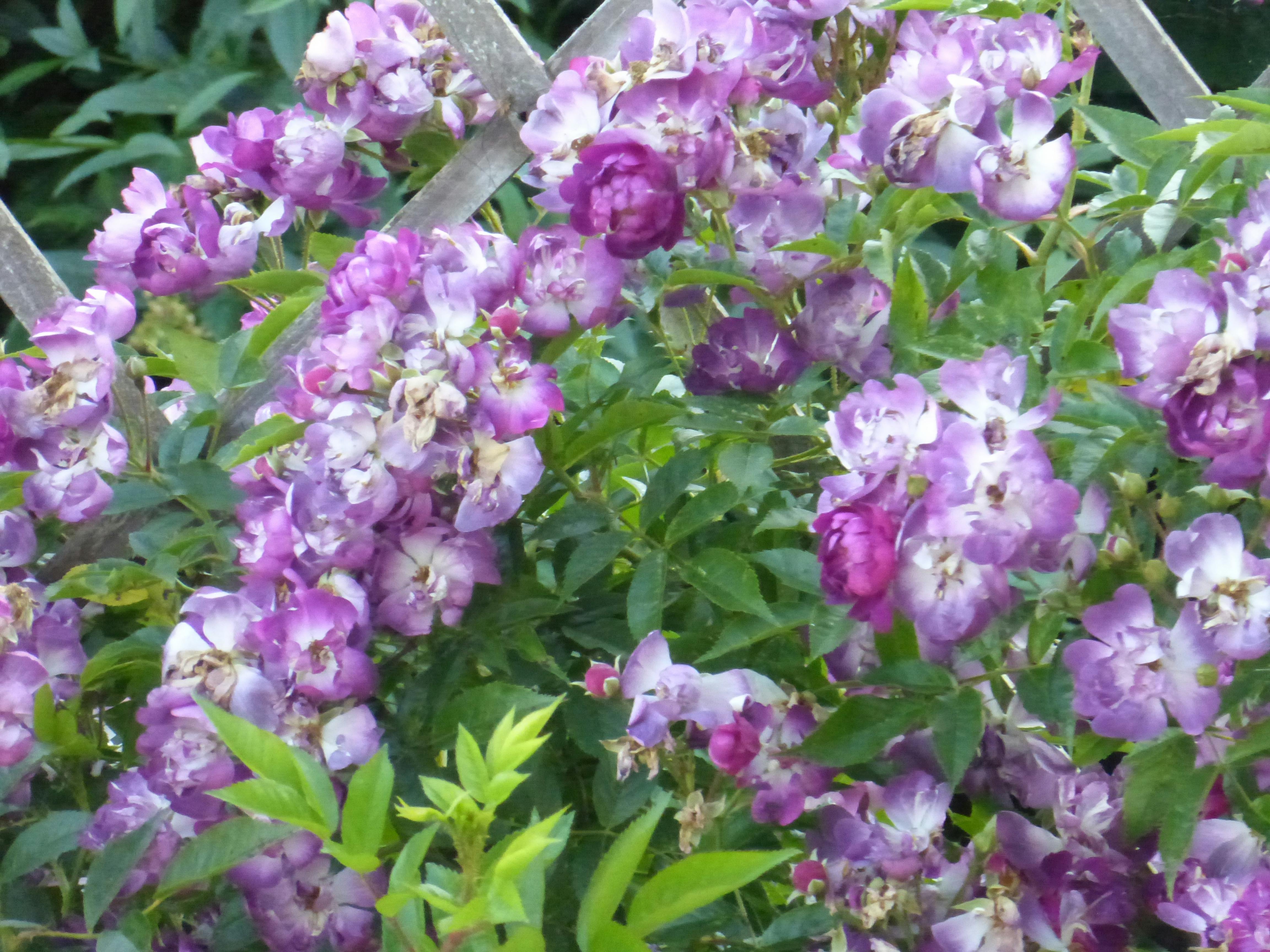garten blumen lila, free stock photo of blumen, garten, lila, Design ideen